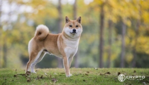 Shiba Inu Targets 500% Rally After Breaking Key Resistance