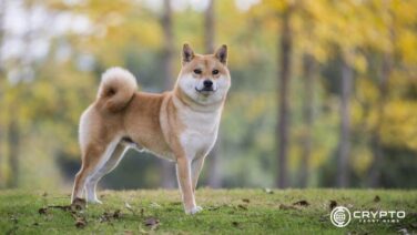 Shiba Inu CFN